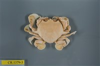 藏品(繁點紋腕蟹)的圖片